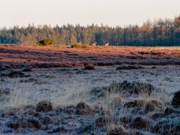 Morgen krondyr - IMGP5847-1